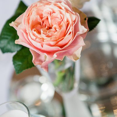 Coral Garden Rose