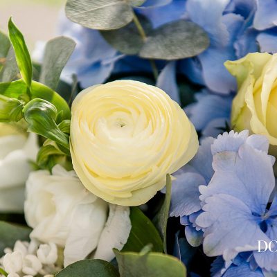 Lemon Ranunculus